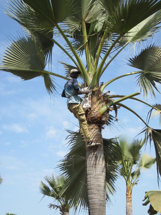 Recolteur du vin de palme Recolteur du vin de palme