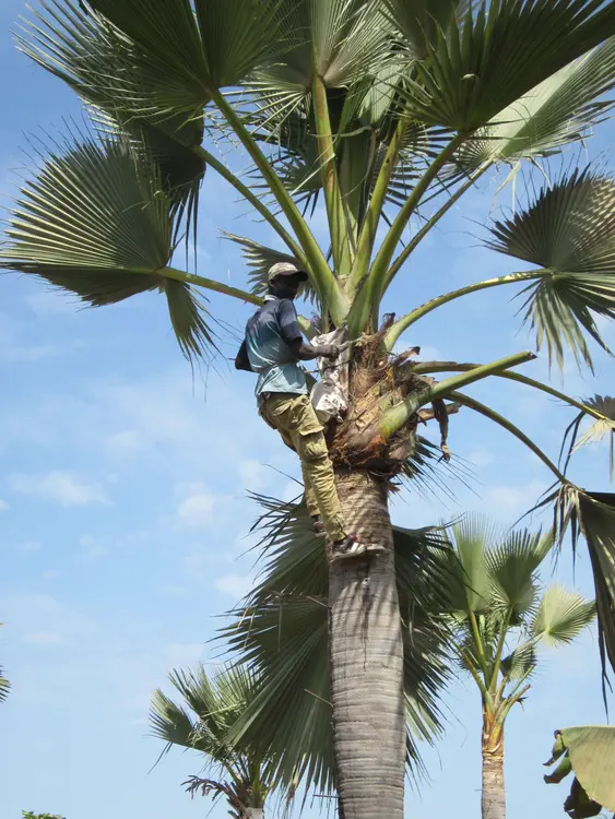 Recolteur du vin de palme
